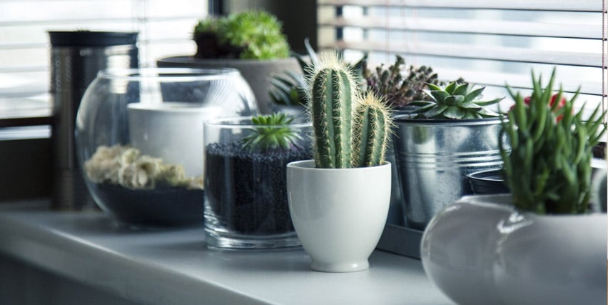 Office plants